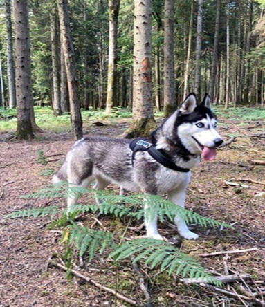 husky